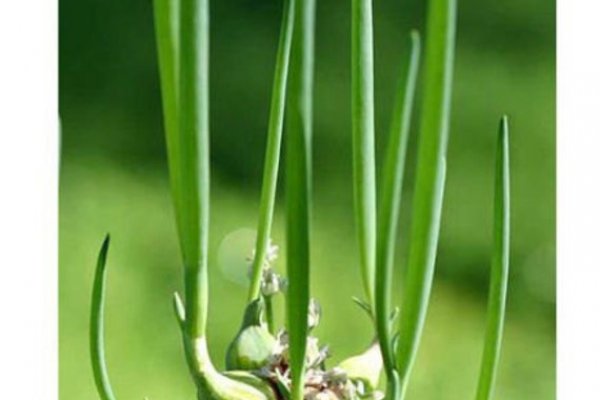 Сайты где купить наркотики