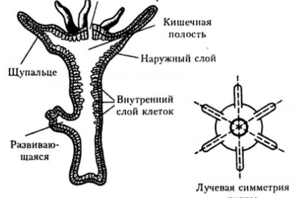 Кракен онион kraken dark link