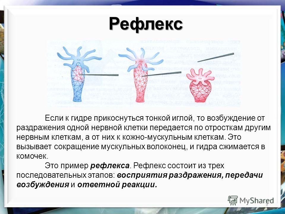 Кракен шоп даркнет