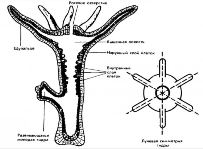 Kra32.cc